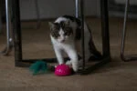 Șoricel de jucărie cu senzor de mișcare și madnip, roz – Robocat Mouse - imagine 4