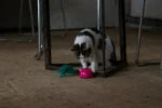 Șoricel de jucărie cu senzor de mișcare și madnip, roz – Robocat Mouse - imagine 6