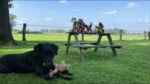 Jucărie de pluș pentru câini, măgar cu chițăitoare, galben M – Retro Dog Donkey - imagine 3