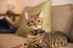 Etichetă pentru animal de companie S, pentru câini și pisici, impermeabilă – Spotted! Pro - imagine 6