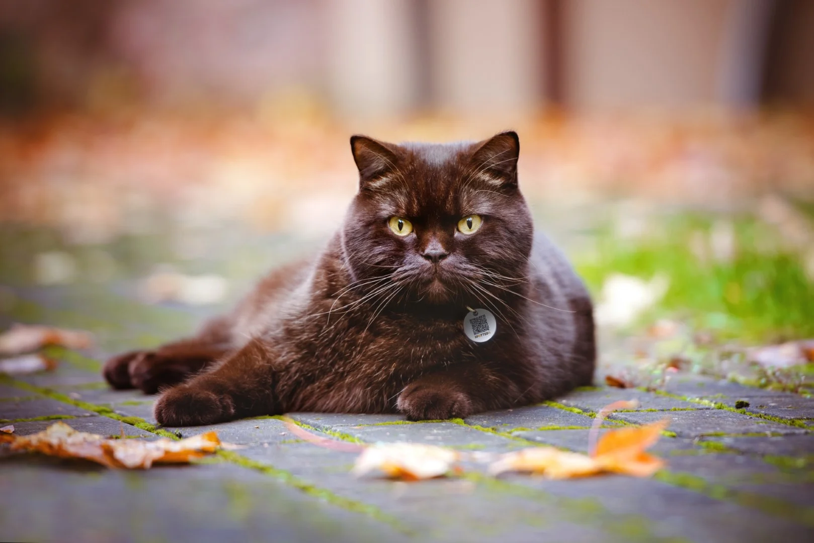 Etichetă pentru animal de companie S, pentru câini și pisici, impermeabilă – Spotted! Pro - imagine 4