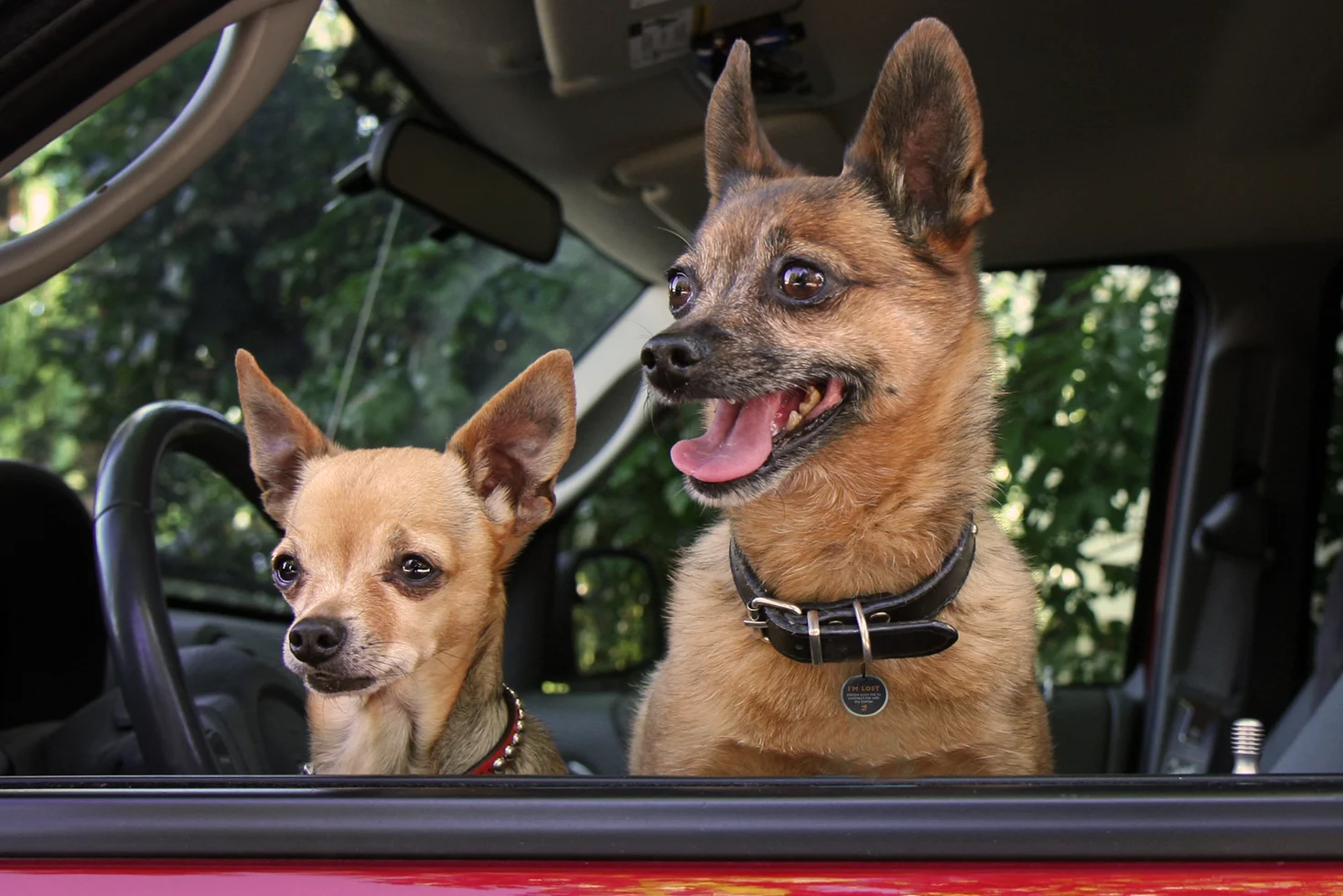 Etichetă pentru animal de companie S, pentru câini și pisici, impermeabilă – Spotted! Pro - imagine 5