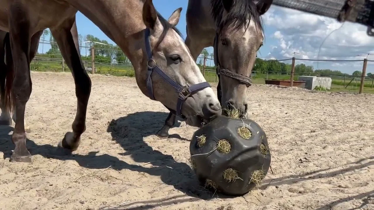 Minge pentru hrană pentru cai, cu orificii, verde – Excellent Horse Feed & Play Ball - imagine 3
