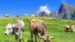 Gustări pentru dresajul câinilor din brânză cu ceai verde, 30 de recompense – SwissCowers Cheese Crunchies Training Energy Plus - imagine 3
