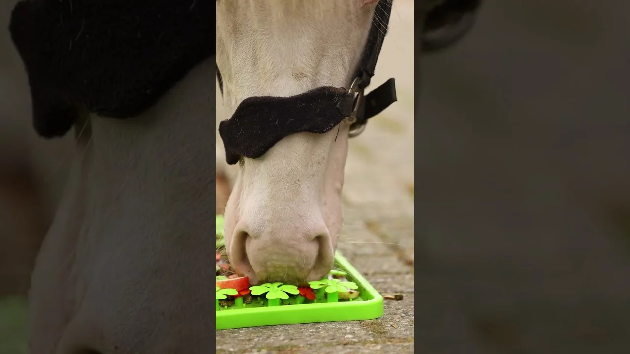 Covoraș din silicon pentru hrănirea cailor prin adulmecare, 50 x 50 cm – Excellent Horse Snuffle Mat - imagine 3