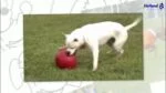 Minge pentru câini cu suprafață netedă, roșie, 25 cm – Jolly Pets Push-n-Play - imagine 3