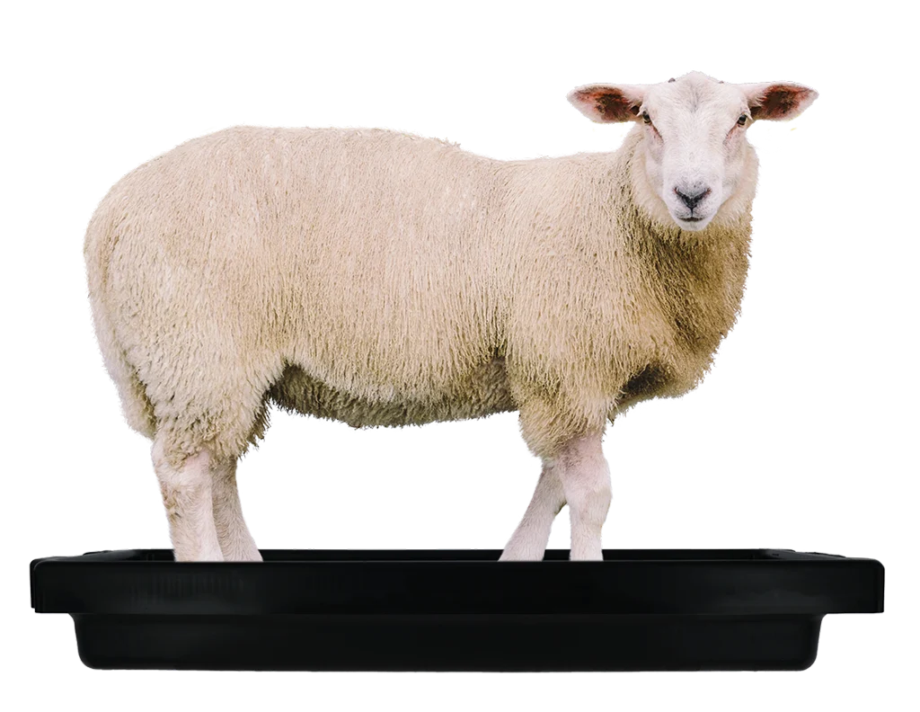 Baie pentru copite de ovine, conectabilă, 120 x 40 x 18 cm - imagine 6