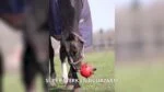 Minge de joacă pentru cai cu elastice, 19 cm, galbenă – Excellent Horse Fun Play Ball - imagine 3