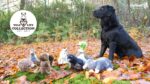Jucărie de pluș moale pentru câini, cu frânghie pentru tras și chițăitoare – colecția Wild Life, Wild Life Dog Eend - imagine 6