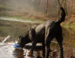 Jucărie de pluș moale pentru câini, cu frânghie pentru tras și chițăitoare – colecția Wild Life, Wild Life Dog Eend - imagine 3