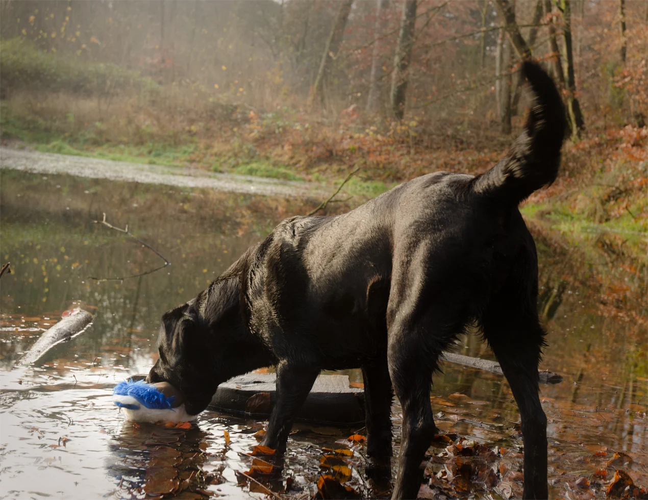 Jucărie de pluș moale pentru câini, cu frânghie pentru tras și chițăitoare – colecția Wild Life, Wild Life Dog Eend - imagine 3