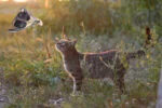 Jucărie pentru pisici în formă de libelulă, cu iarbă-mâței – Wild Life Collection Cat Libelle - imagine 3