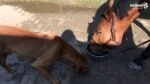 Supliment pentru cai cu acizi humici și minerale, 1 l – Excellent Horse Total Balance - imagine 2