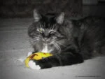 Banană de jucărie pentru pisici cu iarbă mâței, 17,7 cm – Yeowww! Chicata Banana - imagine 3