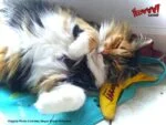 Banană de jucărie pentru pisici cu iarbă mâței, 17,7 cm – Yeowww! Chicata Banana - imagine 6