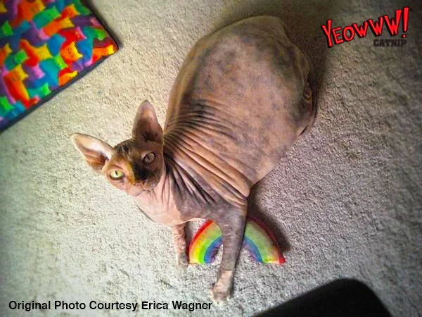Jucărie pentru pisici în formă de curcubeu, cu catnip, 17,7 cm – Yeowww! Rainbow - imagine 3
