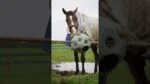 Minge pentru hrană pentru cai, cu orificii, verde – Excellent Horse Feed & Play Ball - imagine 2