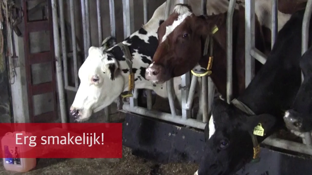 Produs pentru administrare orală la bovine, 20 kg – Excellent Diton - imagine 2