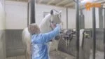 Perie pentru țesălat și spălat cai, roz M, 17,5 cm – Paardenpraat TV Grooming Brush - imagine 2