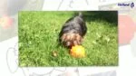 Minge pentru recompense pentru câini, din cauciuc TPR, 7,6 cm – Jolly Pets Jolly Jumper Glow in the Dark S - imagine 3