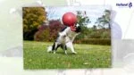 Minge plutitoare pentru câini roșie M (15 cm) – Jolly Pets Tug-n-Toss - imagine 6