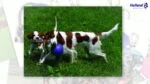 Minge pentru câini cu frânghie, plutitoare, vanilie L (20 cm) – Jolly Pets Romp-n-Roll - imagine 3