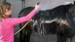 Perie pentru cai M pentru îngrijirea blănii, 17,5 x 5 x 2 cm, neagră – Excellent Horse Grooming Brush - imagine 2