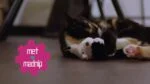 Jucărie interactivă pentru pisici, cu sunete și madnip – Robocat Veveriță - imagine 4