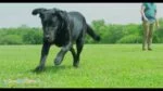 Frisbee pentru câini din cauciuc, cu fluier, 28 cm – Chuckit! Whistle Flight - imagine 2