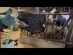 Pompă de drenaj acționată de mașina de găurit, cu rezervor de 25 l, pentru vaci – Excellent Cow Drencher Drill Driven - imagine 3