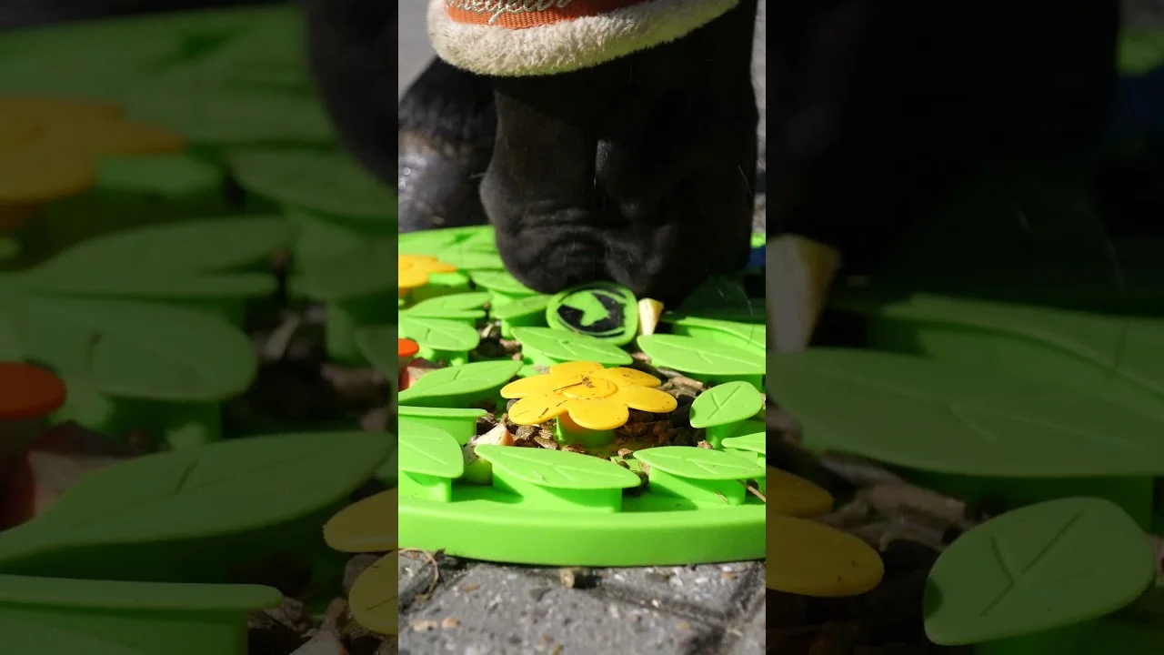 Covoraș de explorare pentru cai, pentru furaj și gustări – Excellent Horse Snuffle Mat Flower Power - imagine 6