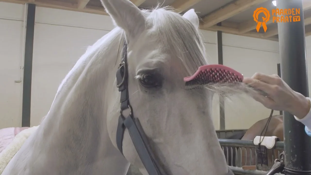 Perie pentru coamă cu peri de porc și pini flexibili, roz, 24,5 cm – Paardenpraat TV Horse Supreme - imagine 2